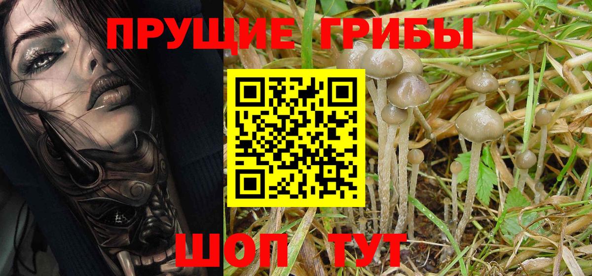 Галлюциногенные грибы Magic Shrooms  Вход с VPN  Галлюциногенные грибы Cubensis  как найти   Саянск 